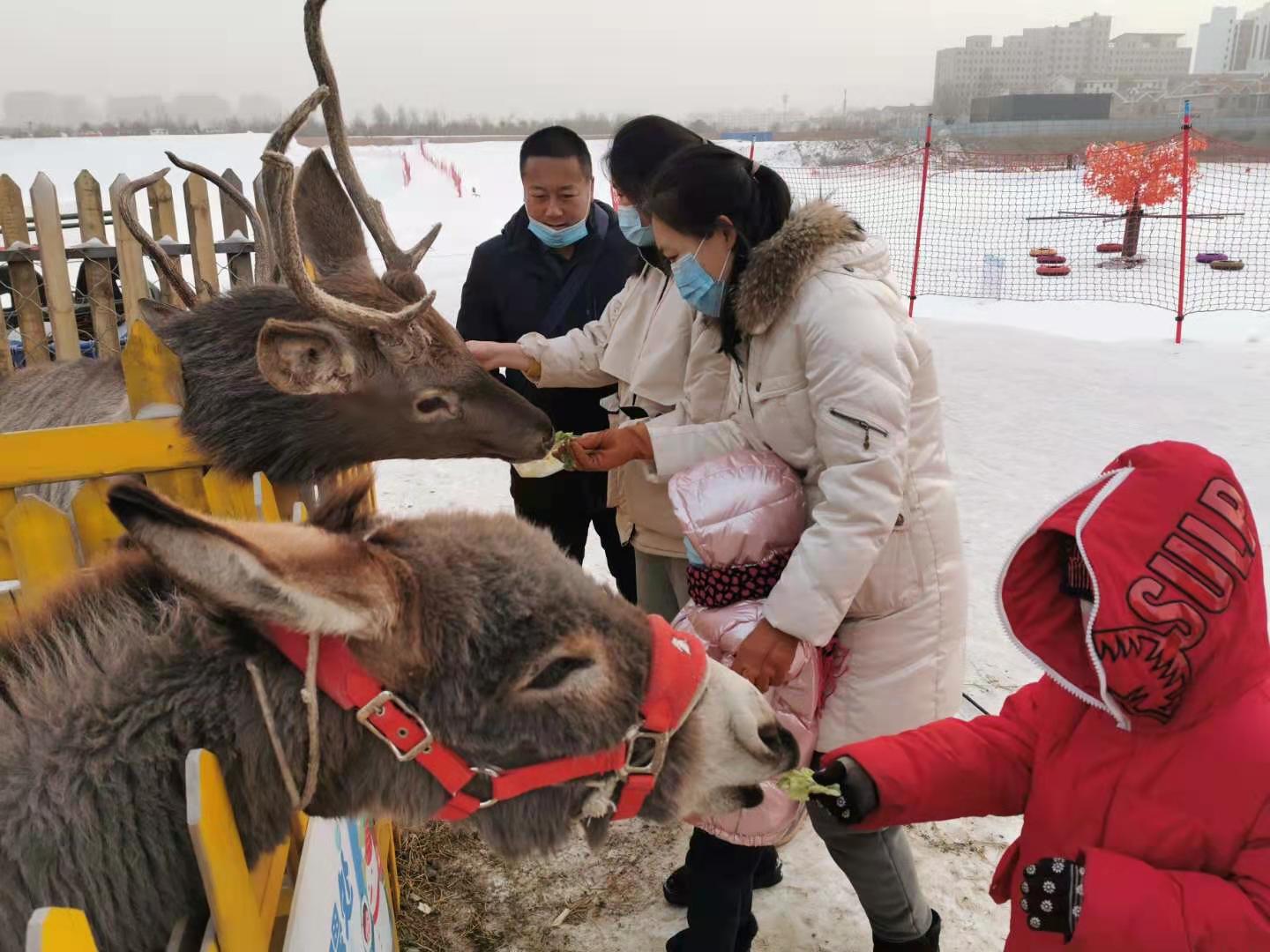 呼和浩特新华大街东万达东侧滑雪场“萌宠袭人”