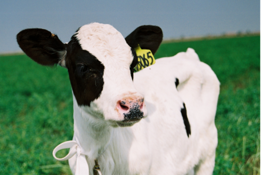 伊利:打造一杯“数字牛奶”