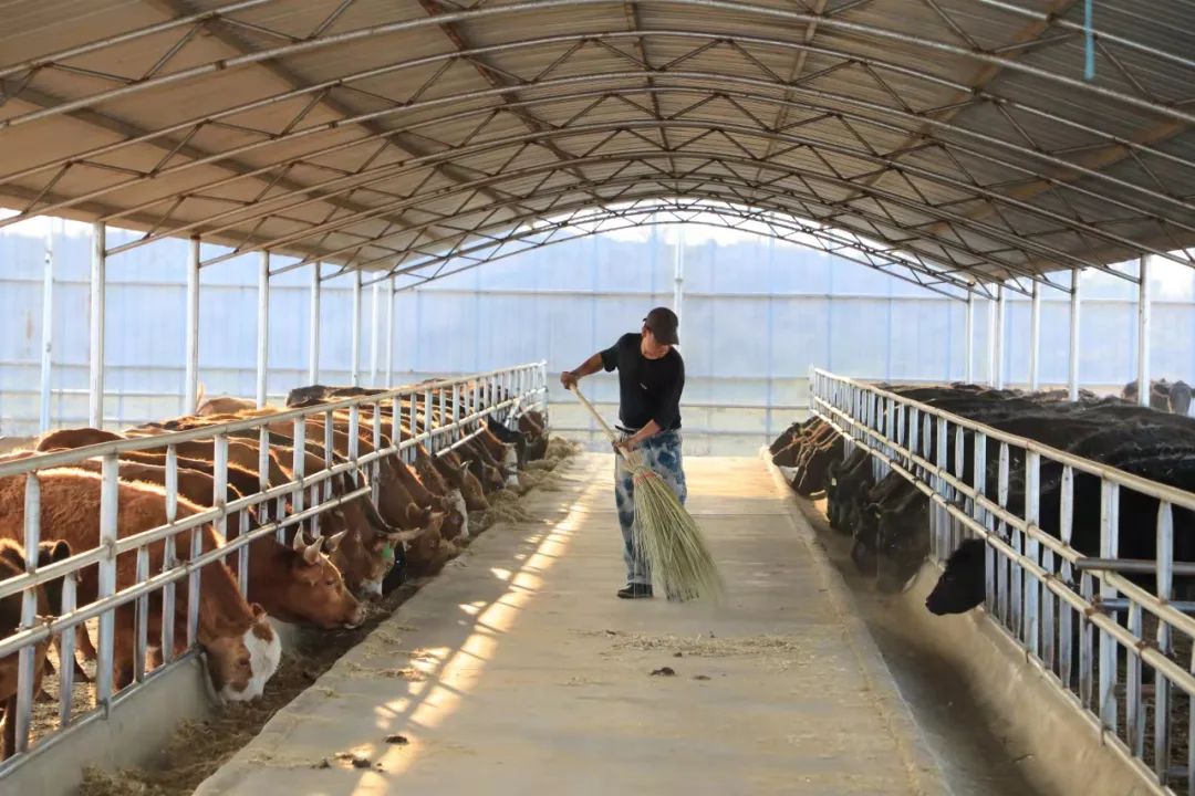 “犇”向好日子——说说我的绿色获得感③