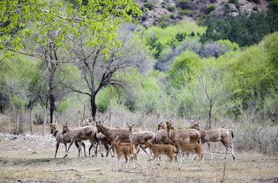 大青山麋鹿群