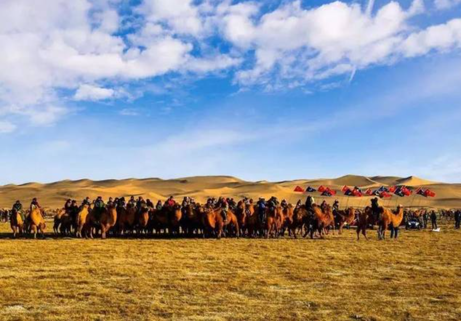 阿拉善:驼产业“驼”起振兴路