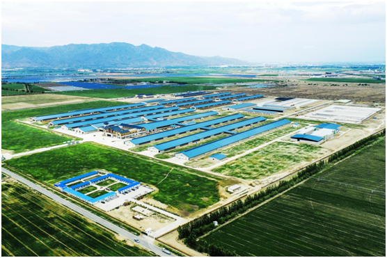 读懂伊利敕勒川生态智慧牧场：中国奶业进入“超级牧场”时代