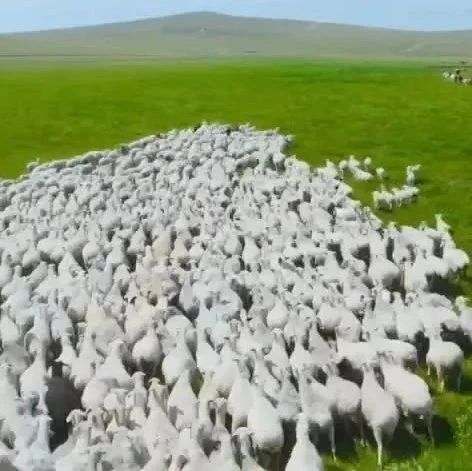 “喜迎二十大 亮丽内蒙古”系列专题片：北疆遨游之碧绿天堂 万马奔腾