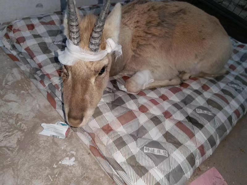 二连公安救助国家一级重点保护动物黄羊