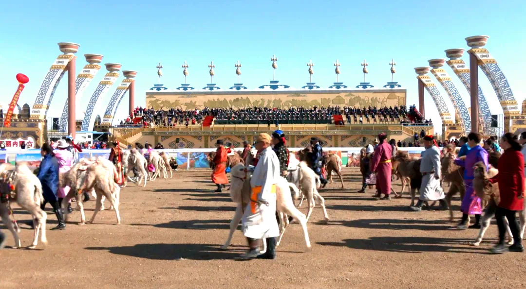 相约草原 向善而行丨今天，额济纳旗“苍天千峰驼羔”文化旅游系列活动拉开帷幕！