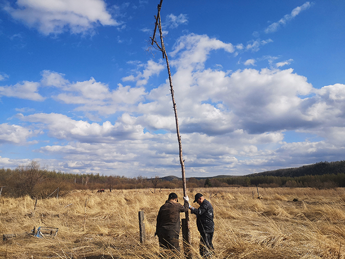 除害鼠  防鼠患  内蒙古大兴安岭森工集团克一河森工公司森防站综合防治措施显身手