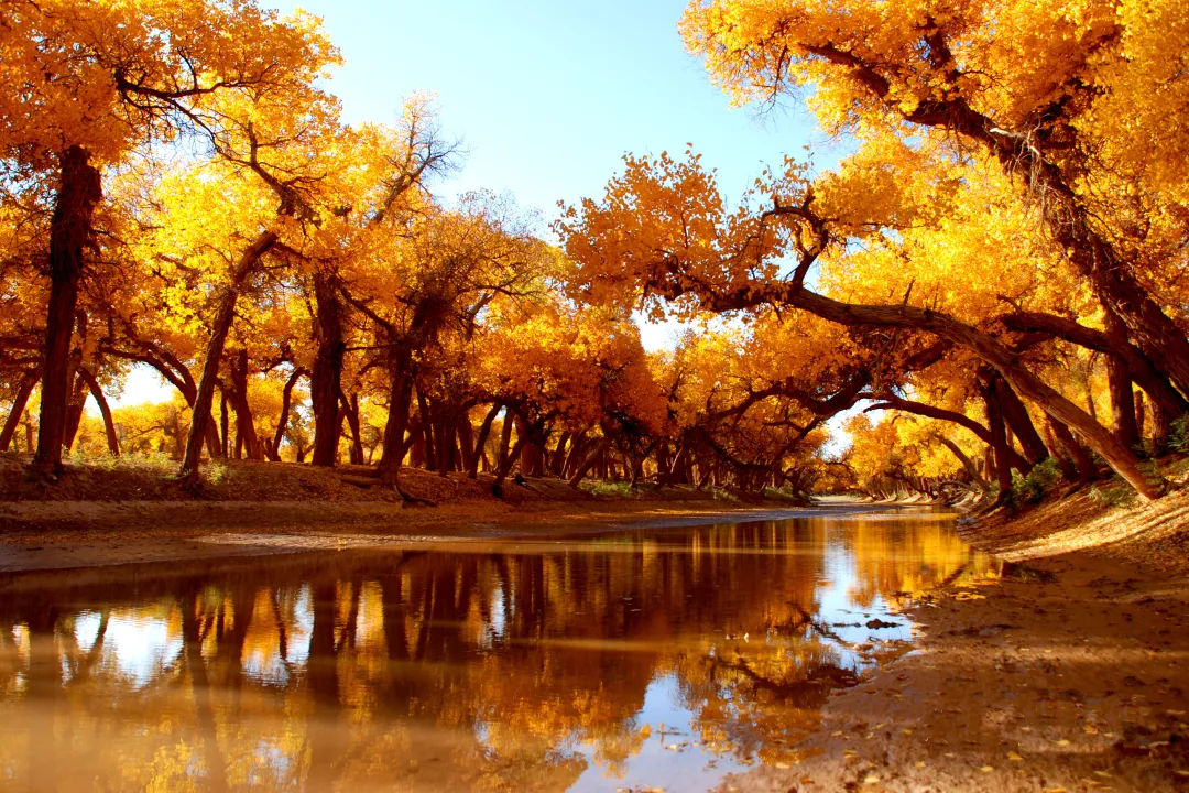 重磅官宣！额济纳旗各景区门票30天内不限入园次数