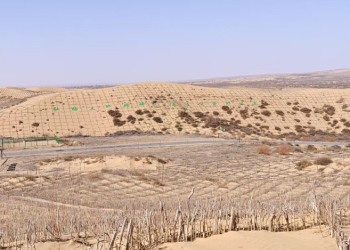 内蒙古鄂托克旗沙窝窝里牛羊的幸福生活