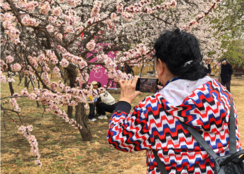 “杏福树下”回民区第十四届杏花季乌素图青山艺术汇开幕