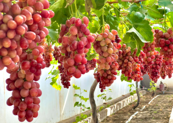 2025乌海沙漠葡萄酒文化旅游节9月启幕 以节为纽激活农文旅体商融合